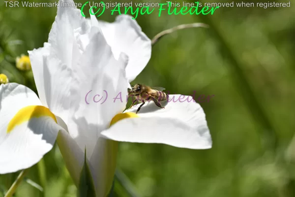 Blumen